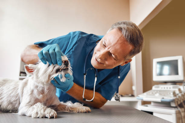  Webberville, MI Emergency Dentist Pros